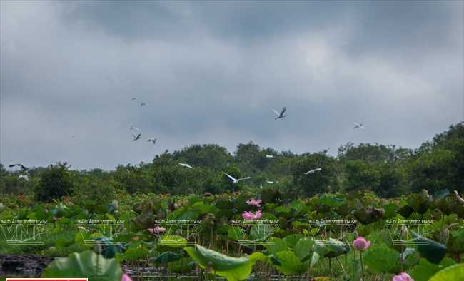 Ramsar L&aacute;ng Sen hấp dẫn kh&aacute;ch du lịch