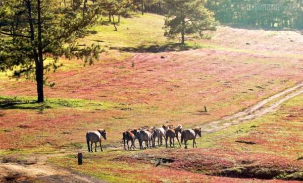 Những điểm tham quan miễn phí tuyệt đẹp ở Đà Lạt