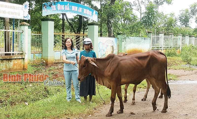 Bàn giao bò giống cho 12 hộ nghèo DTTS