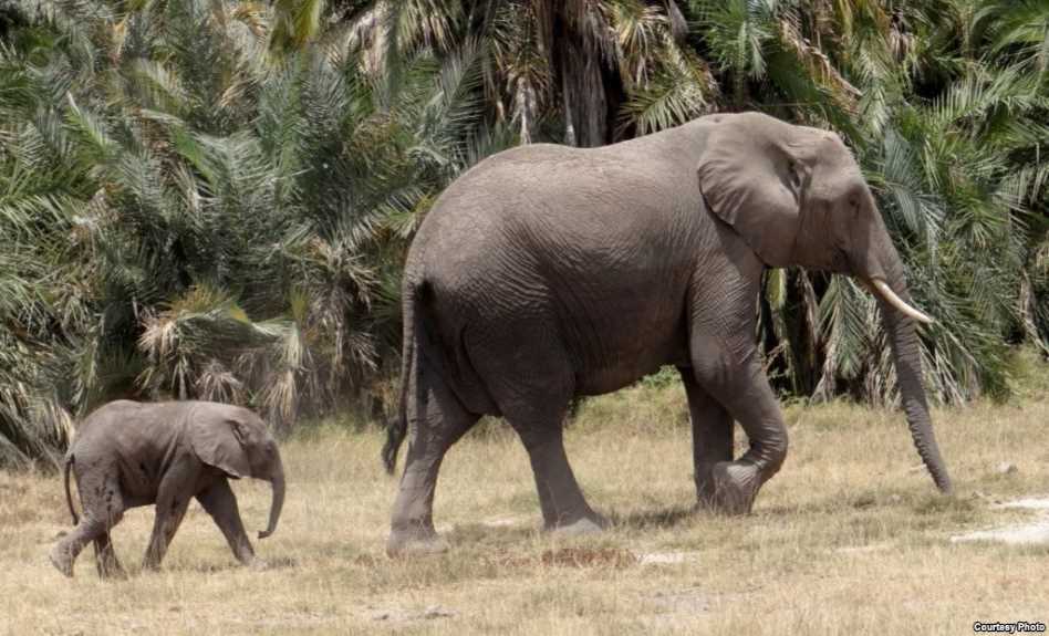 [Videographics] Nạn buôn bán ngà đẩy loài voi đến bờ tuyệt chủng