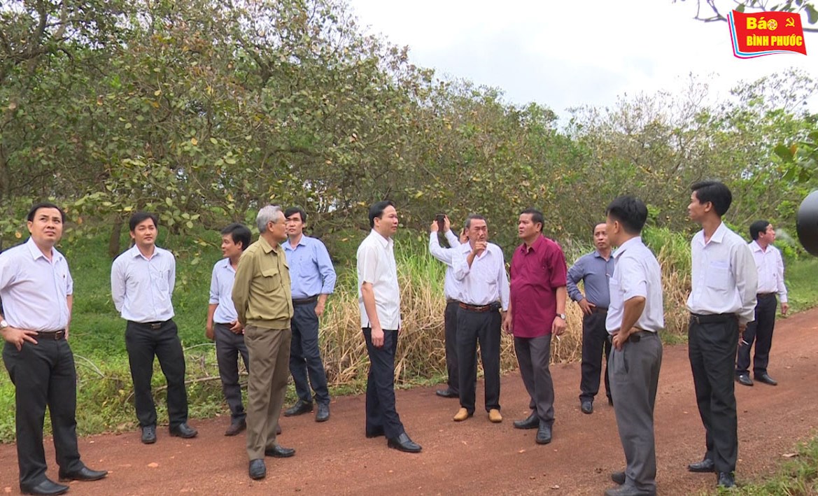 [Video] Cả hệ thống chính trị vào cuộc cứu cây điều