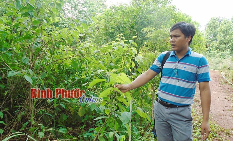 Bảo tồn và phát triển nguồn gen thảo dược ở Vườn quốc gia Bù Gia Mập