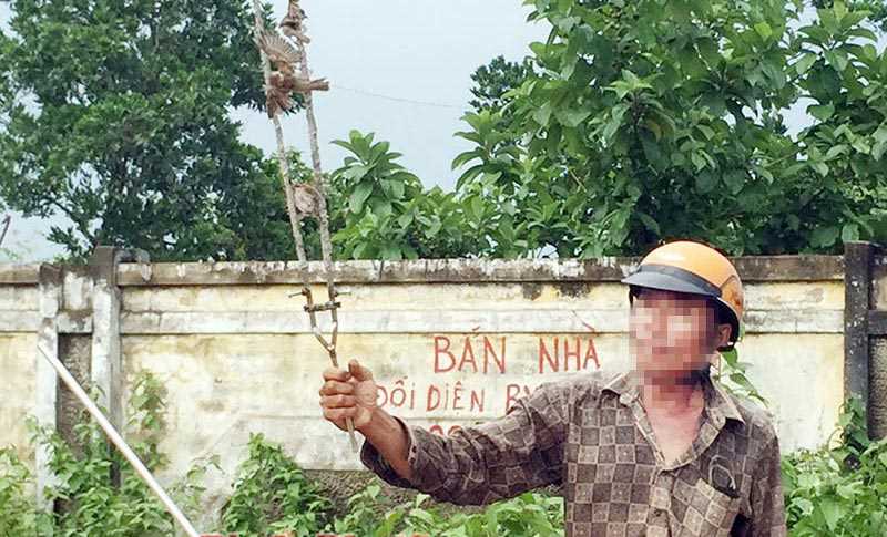 Tận diệt chim trời