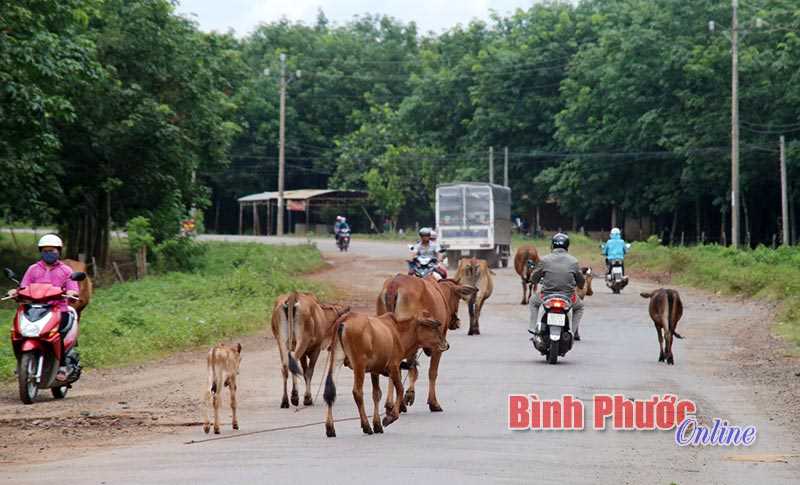 B&ograve; cản trở giao th&ocirc;ng