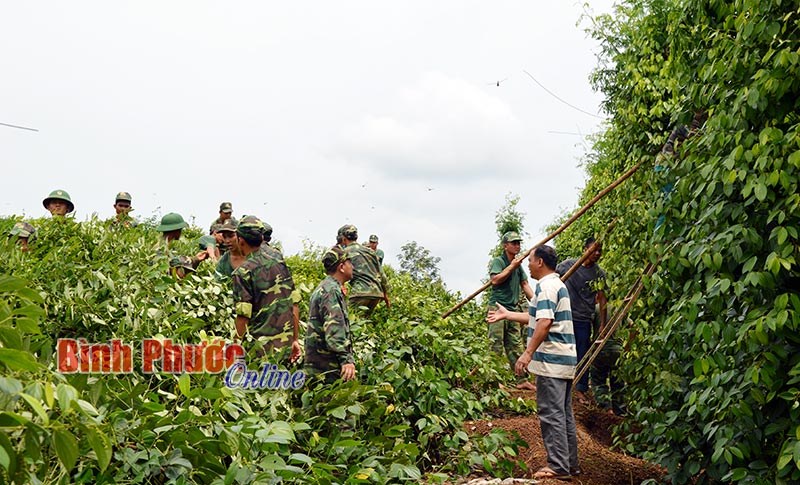 Lực lượng vũ trang huyện Lộc Ninh giúp nhân dân khắc phục lốc xoáy