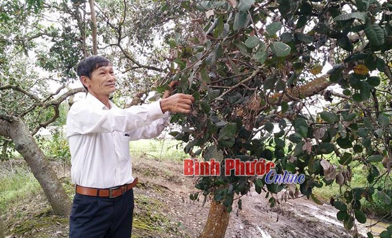 Bọ xít muỗi phá hoại 1.500 ha điều ở Long Hà