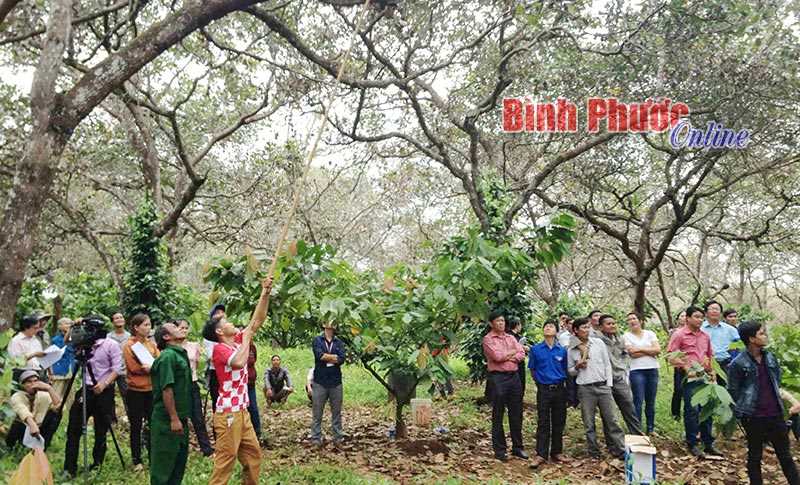 Bù Đăng tập huấn phòng, trị bệnh hại trên cây điều