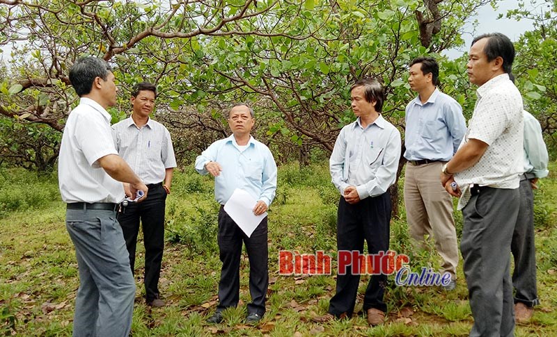 Bù Đăng ra quân phòng, chống bệnh hại trên cây điều