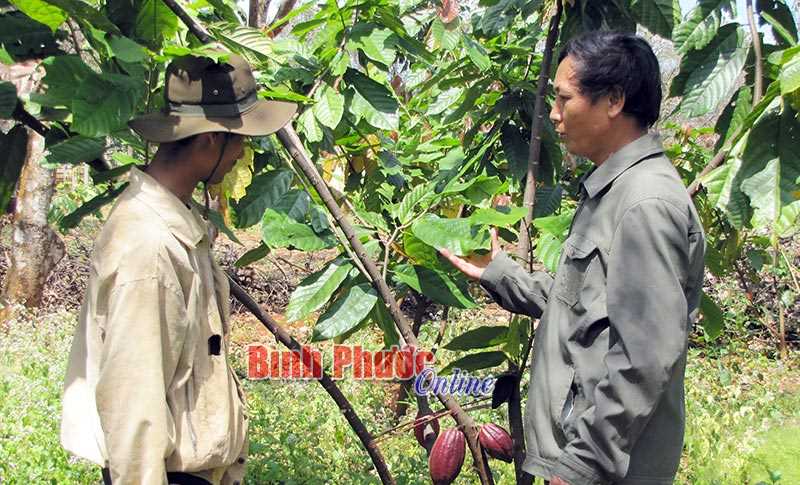 Cơ hội để HTX phát triển nhanh và bền vững