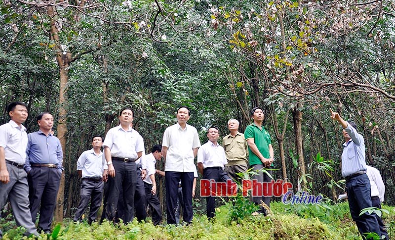 Cả hệ thống chính trị vào cuộc cứu cây điều