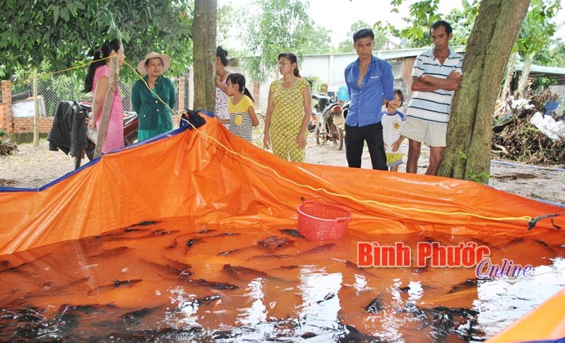 Cá lồng bè trên hồ Suối Giai chết hàng loạt