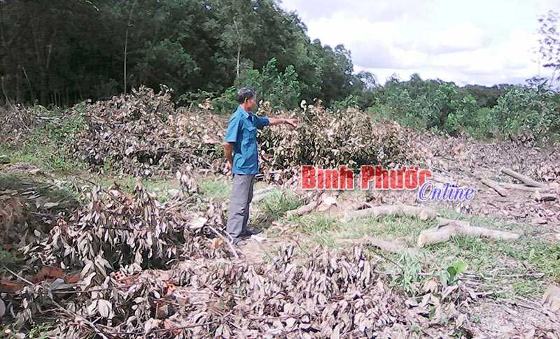 Cảnh gi&aacute;c tội phạm cắt trộm c&acirc;y cao su