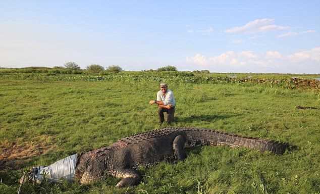 Bắt sống cá sấu khổng lồ dài 5m, chuyên gia bị "ném đá"