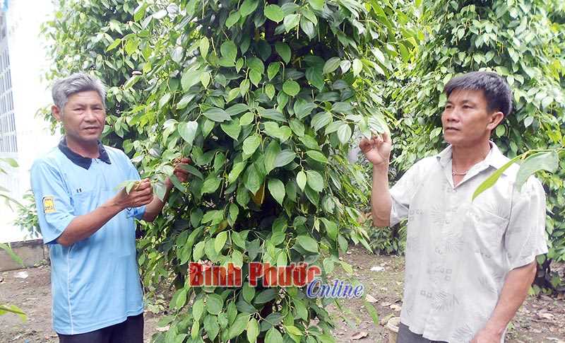 Câu lạc bộ PTD tạo đà cho nhà nông phát triển bền vững