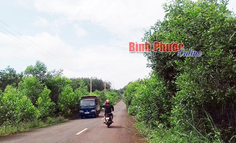 C&acirc;y &ldquo;ăn&rdquo; đường