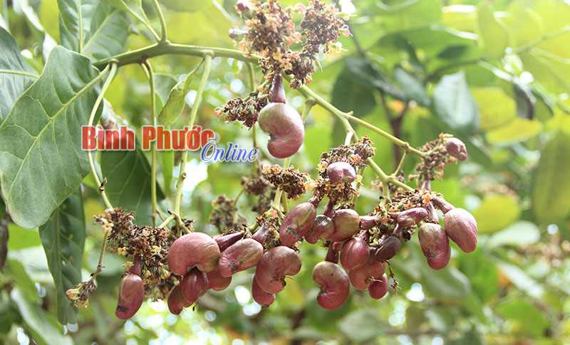 Chưa triển khai nghiên cứu chế phẩm sinh học phòng trừ bệnh thán thư trên cây điều