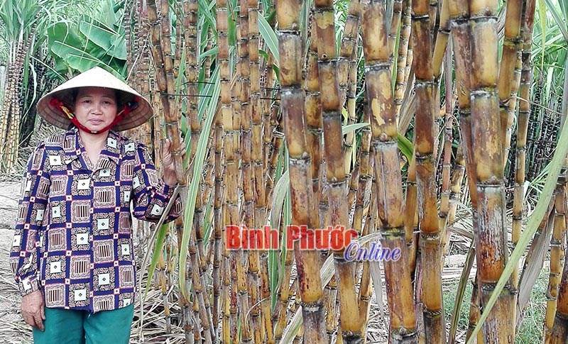 Phía sau vị ngọt của cây mía