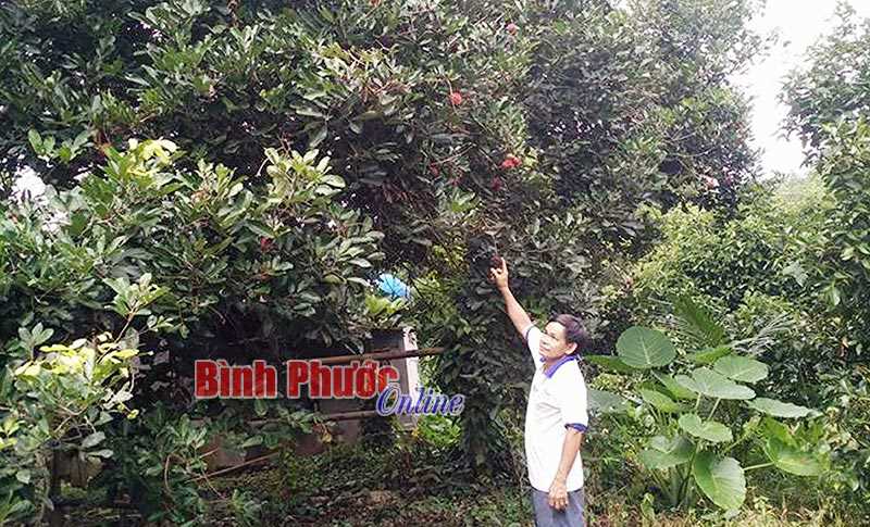 Chôm chôm được giá, nông dân vẫn thất thu