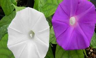 Lần đầu tiên dùng công nghệ chỉnh sửa gene để đổi màu hoa