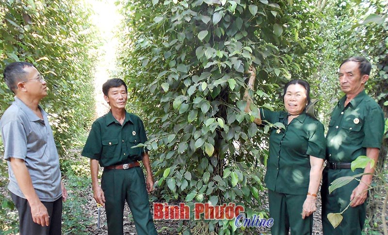 Cựu chiến binh Đồng Phú giúp nhau phát triển kinh tế