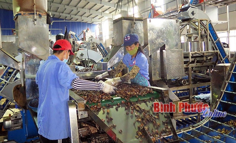 Vướng mắc thủ tục hải quan mới, ngành điều tăng thêm chi phí và thời gian vận chuyển