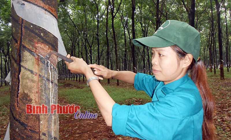 Đoàn thanh niên Nông trường IV, Cao su Lộc Ninh: 5 năm liền là đơn vị vững mạnh toàn diện