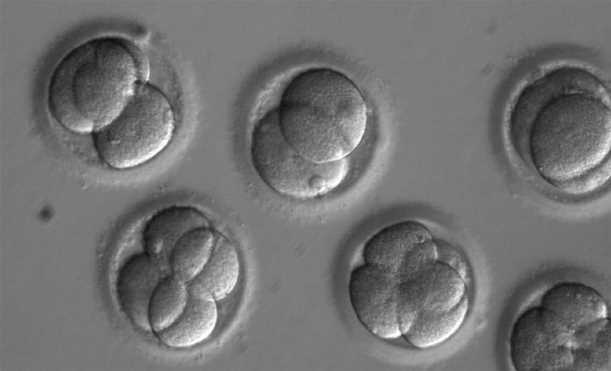 Lần đầu thành công trong thử nghiệm công nghệ chỉnh sửa gene
