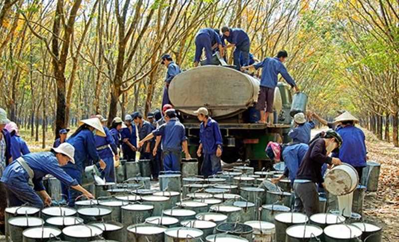 Giá mủ giảm, cao su tiểu điền gặp khó