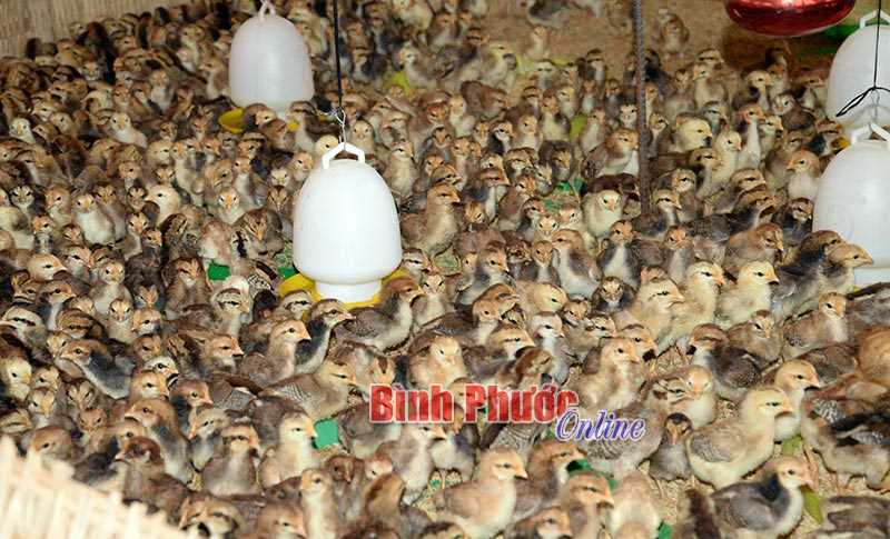 Giá gà, heo giống ở mức thấp