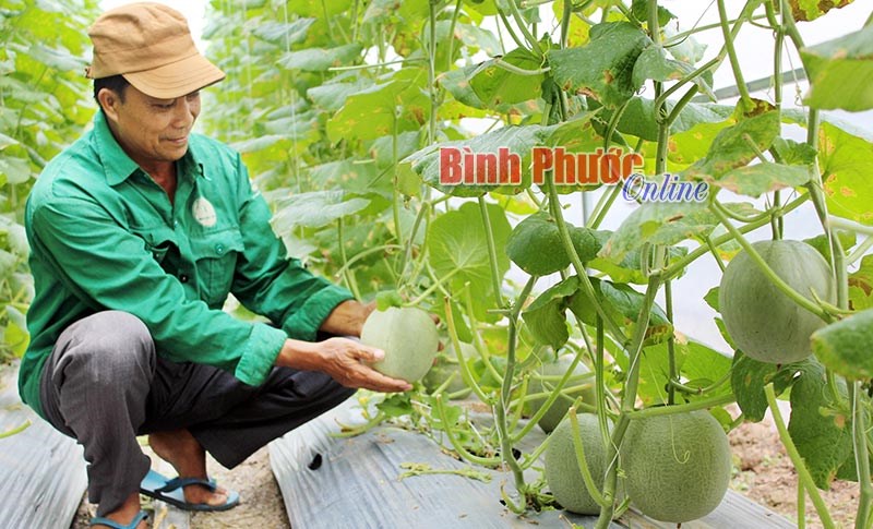 Hội Nông dân Hớn Quản hỗ trợ nhà nông phát triển sản xuất