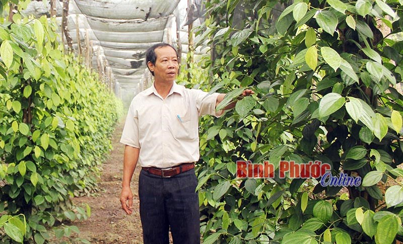 Doanh nghiệp Trung Quốc đang điều khiển thị trường hồ tiêu Việt Nam?