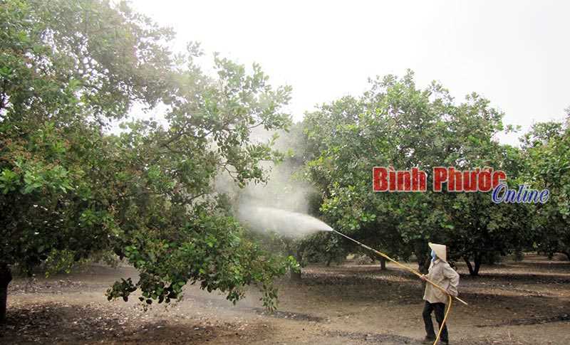BÙ ĐĂNG: 67% diện tích điều bị nhiễm bệnh