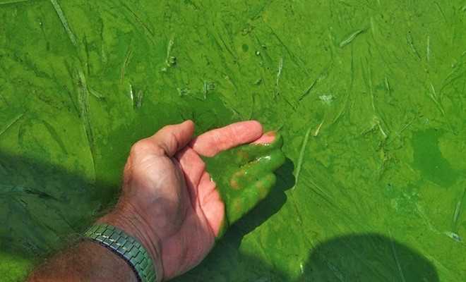 [Videographics] Con người đã tạo ra cơn ác mộng mang tên tảo lục