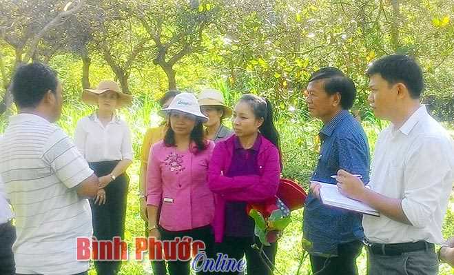 Lãnh đạo tỉnh khảo sát tình hình sâu, bệnh hại cây điều