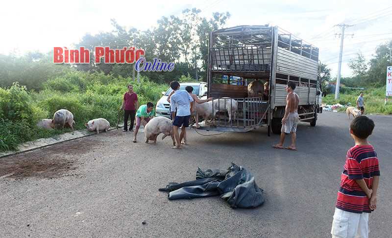 Lật xe, hàng trăm con heo chạy tứ tung ở nội ô Đồng Xoài