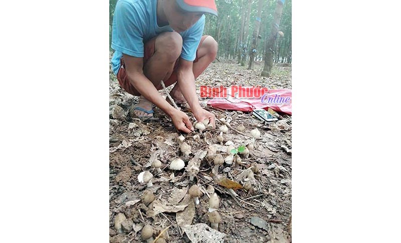 Tìm “lộc trời”