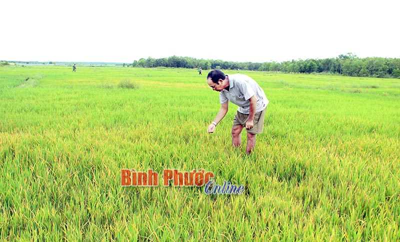 Lúa ở Lộc Thịnh xuất hiện bệnh đạo ôn