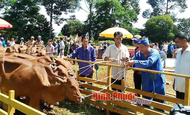 Bò “Lục lạc vàng” đến với người nghèo vùng biên
