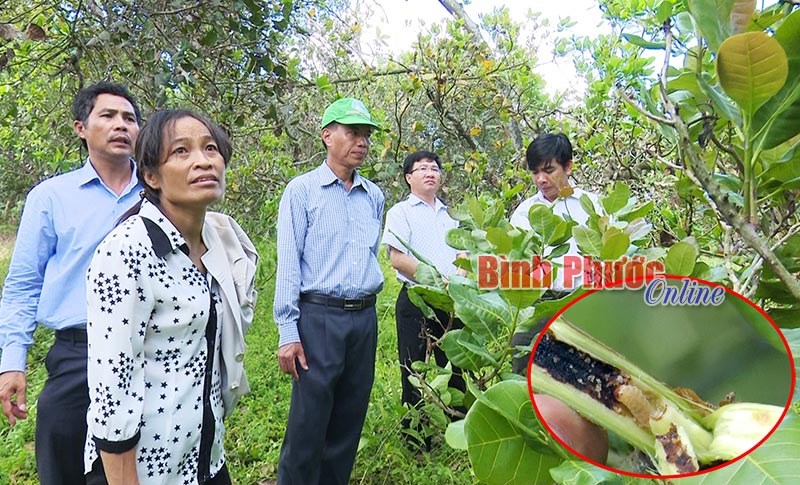 Không để tái diễn mất mùa điều do dịch bệnh