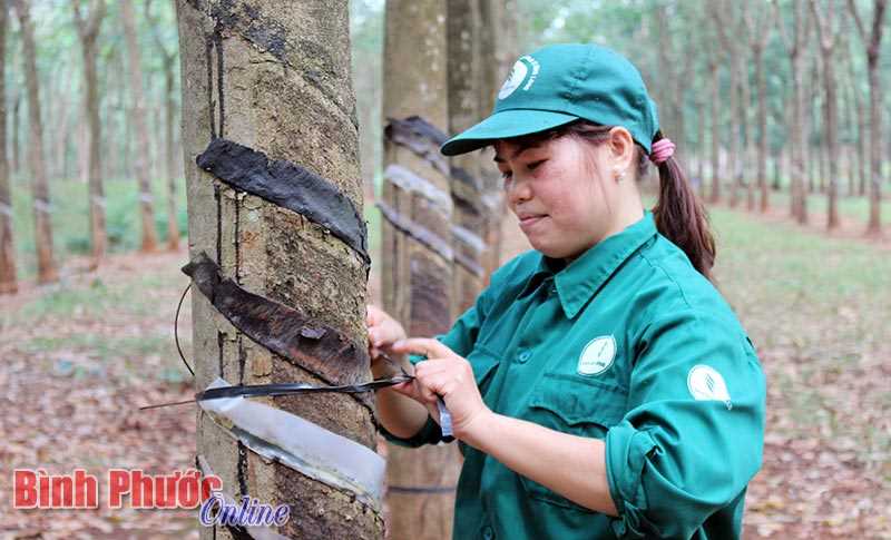 N&acirc;ng cao hiệu quả thực hiện Chỉ thị 05 ở Đảng bộ cao su B&igrave;nh Long