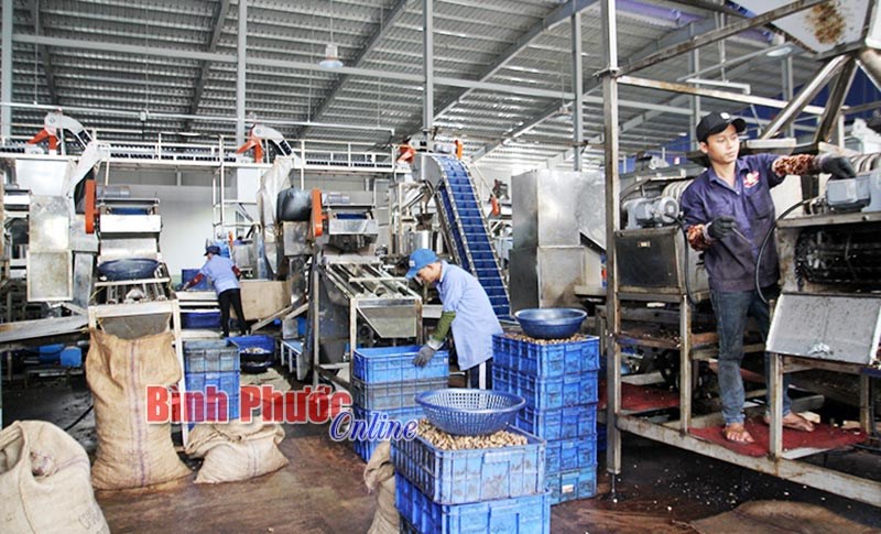 “Ngành điều Bình Phước đang đi đúng hướng”