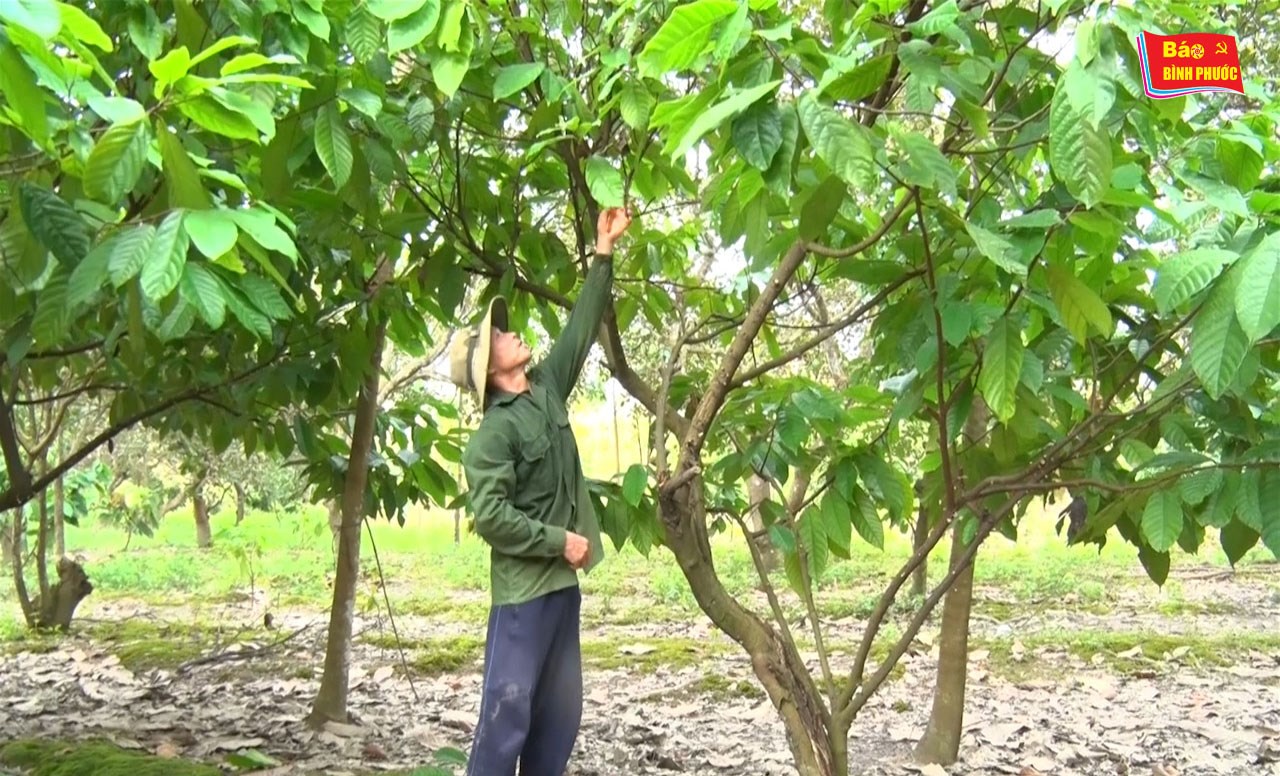 [Video] Ca cao bị ảnh hưởng nghiêm trọng do mưa nhiều