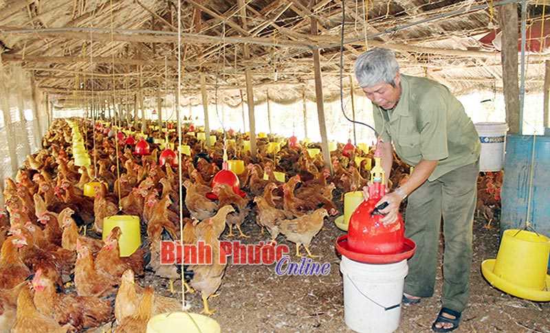 Xây dựng mô hình chăn nuôi an toàn hướng tới xuất khẩu