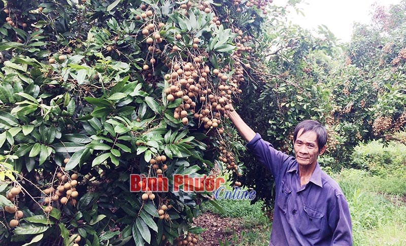 Mùa nhãn không trọn vẹn