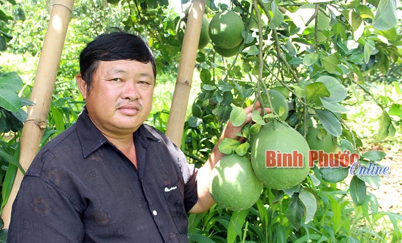 Những cây trồng làm nên thương hiệu Bình Phước - Bài 1