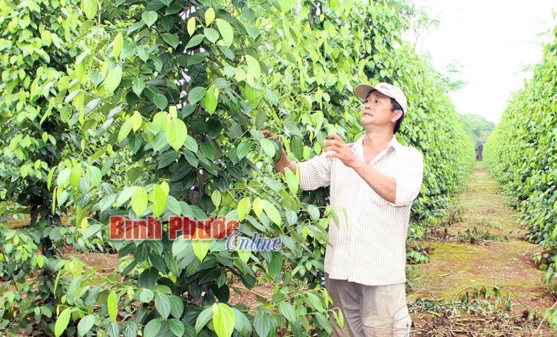 Nông dân vững tin với hồ tiêu - Bài 1
