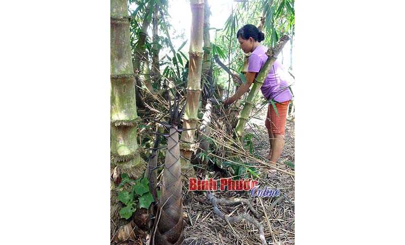 Nông dân Thành Tâm duy trì trồng tre lấy măng