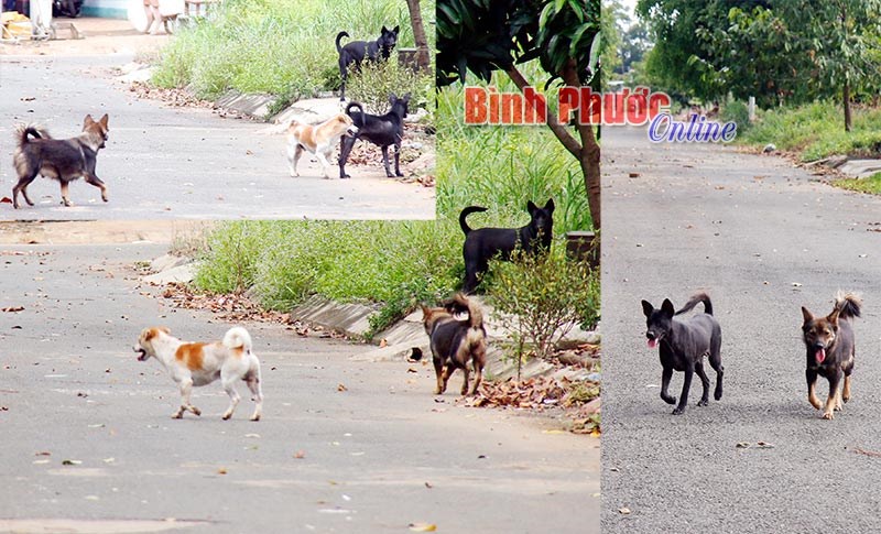 Nuôi chó thả rông và những hệ lụy