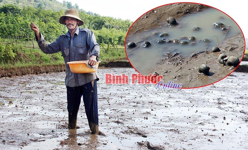 Hớn Quản: Ốc bươu vàng hại lúa diện rộng