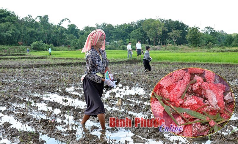 Ốc bươu vàng hoành hành ở Hớn Quản